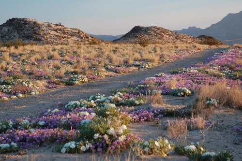 Mojave Preserve 